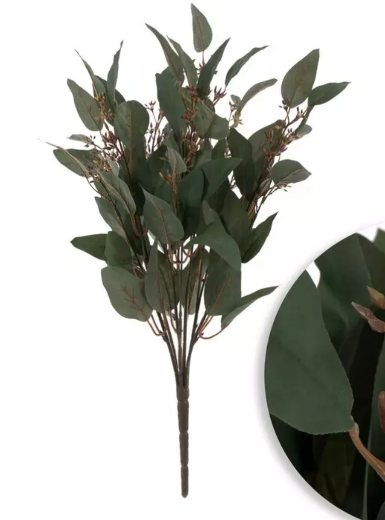 Eucalyptus Leaf Bush with seeds