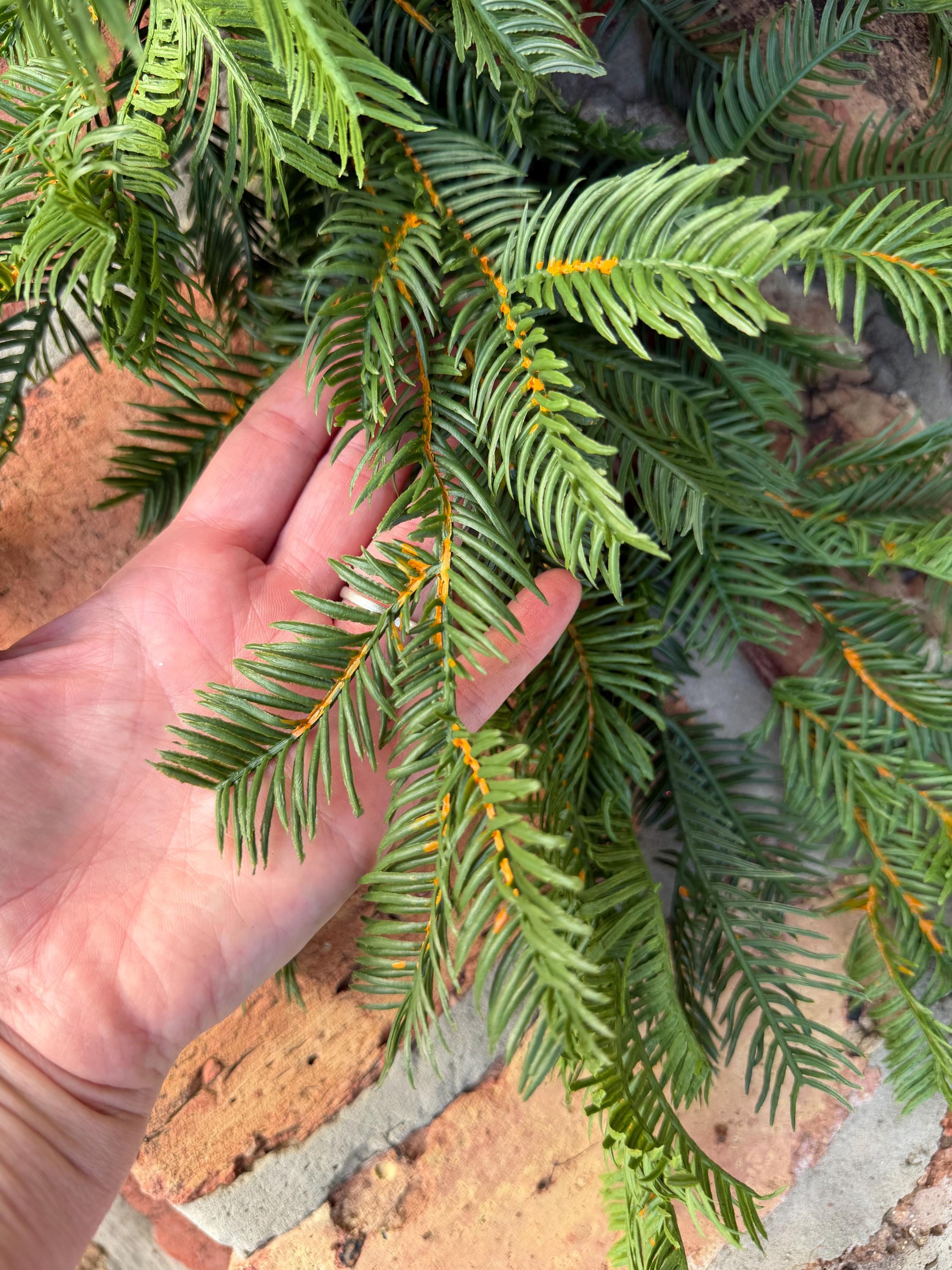 Christmas Garland Balsam Pine Garland Evergreen Greenery for Mantel Staircase Holiday Decor
