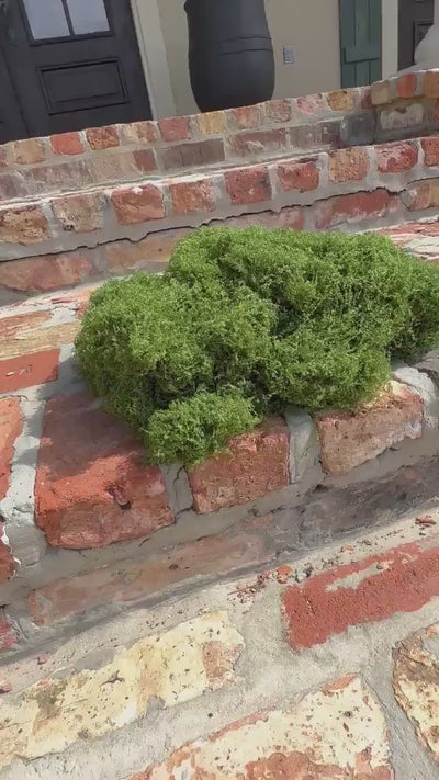 Artificial Moss for Terrariums, Fairy Gardens, Floral Arrangements, Home Decor, Garden Decor, Decorative Moss Filler
